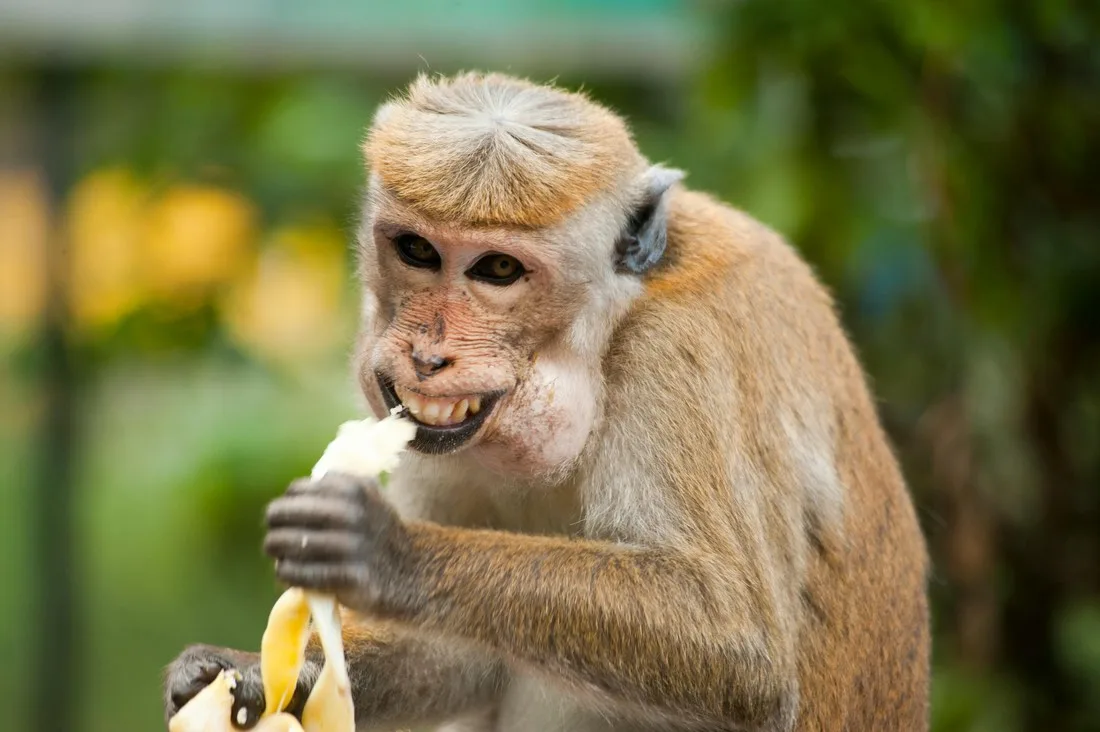 Un singe mange une banane