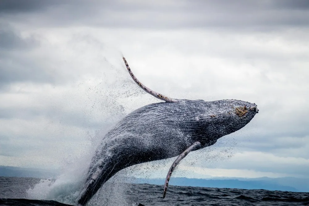 Le saut d'une baleine au dessus de l'eau